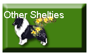 other shelties
